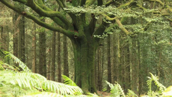 Forêt de Brocéliande 2