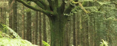 Forêt de Brocéliande 2