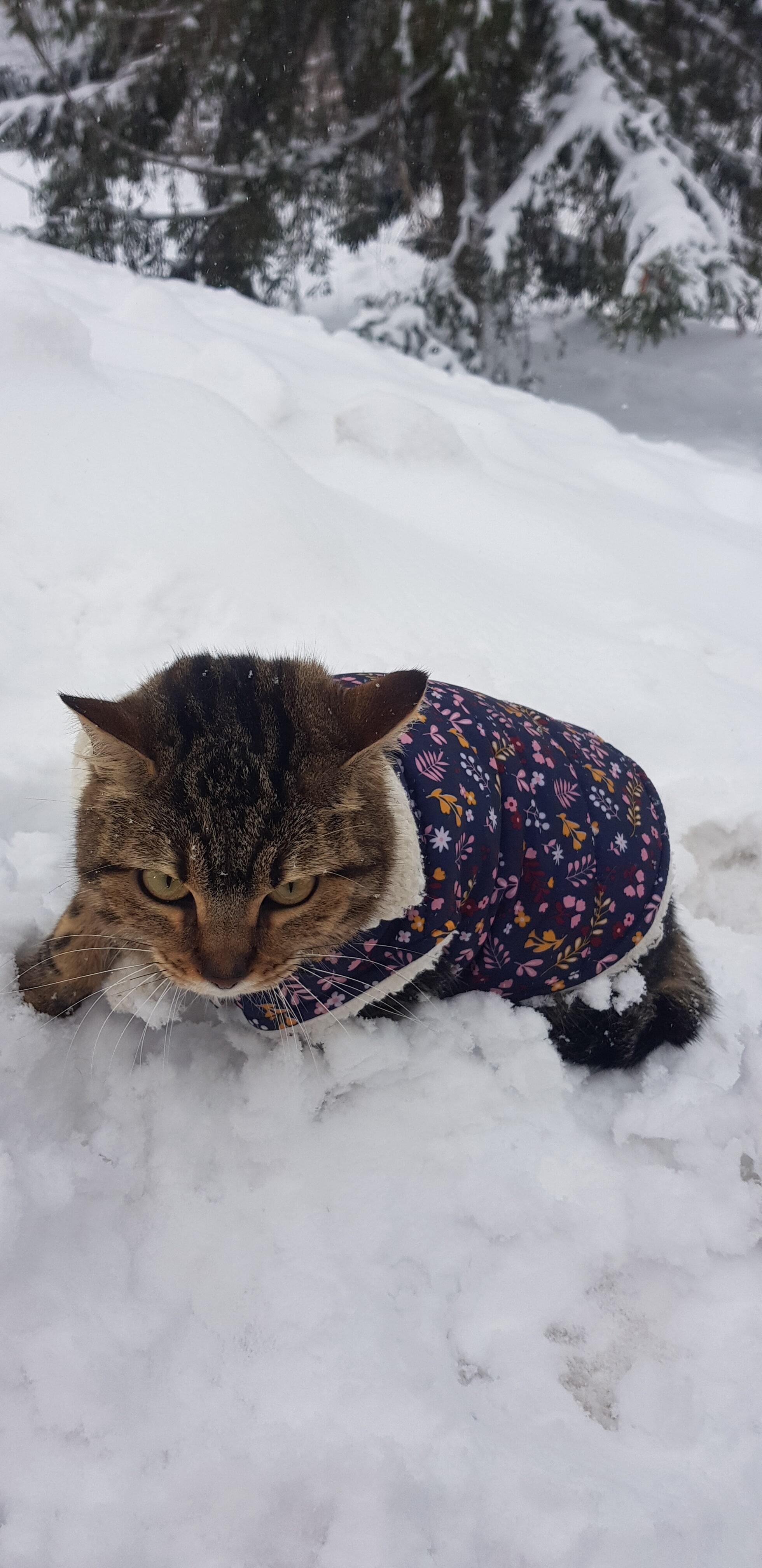 Randonnée avec son chat neige