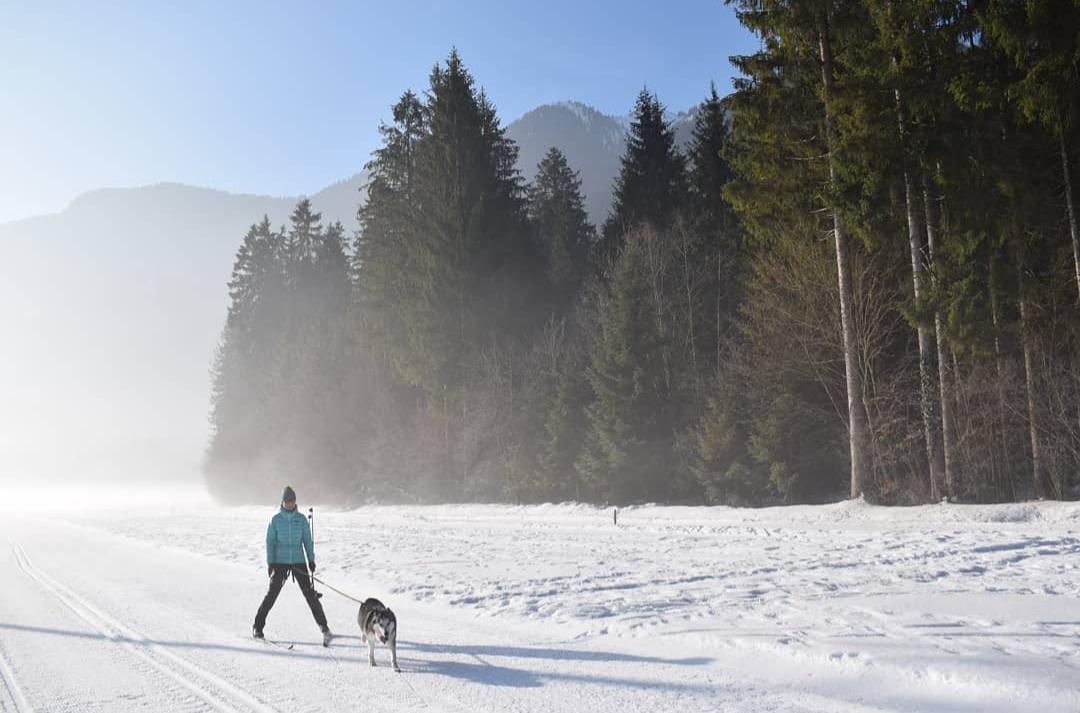 Ski Joering Chien Ski de Fond 8
