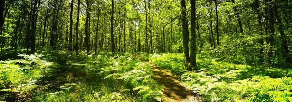 Forêts en Bretagne