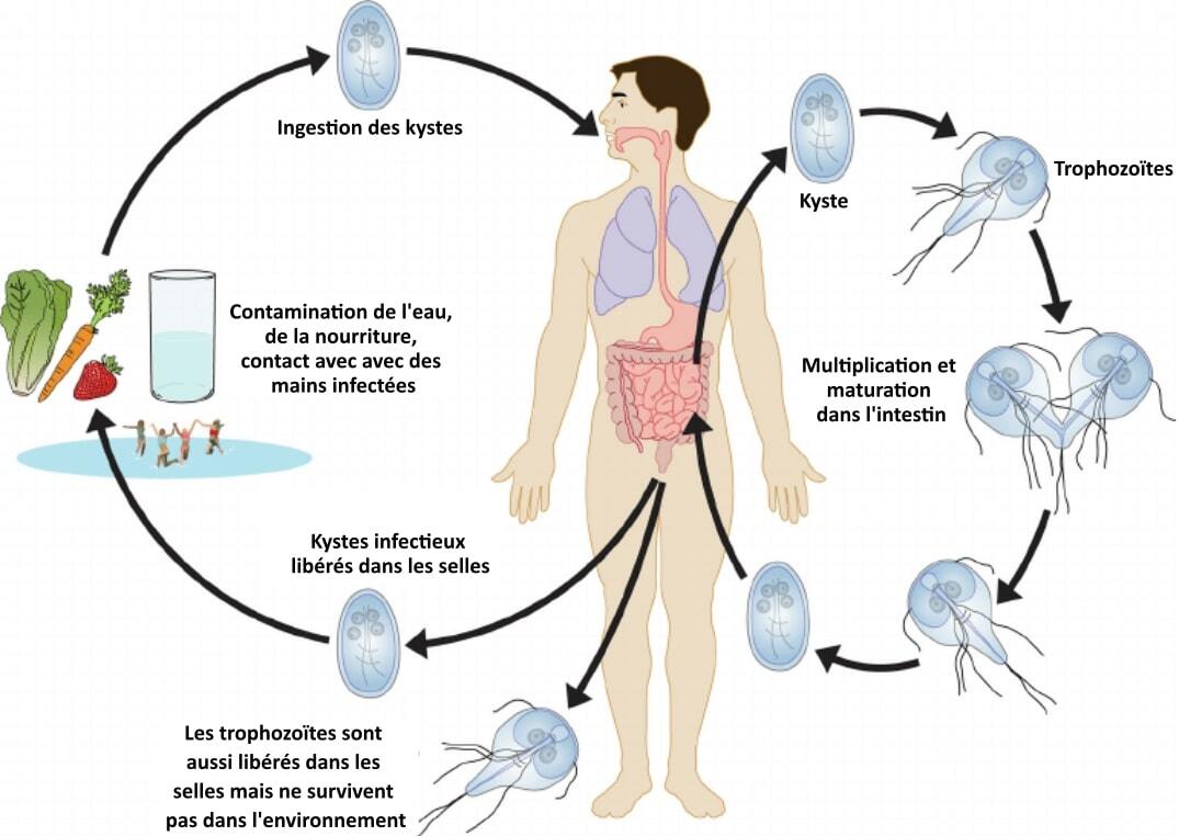 Cycle giardia vie