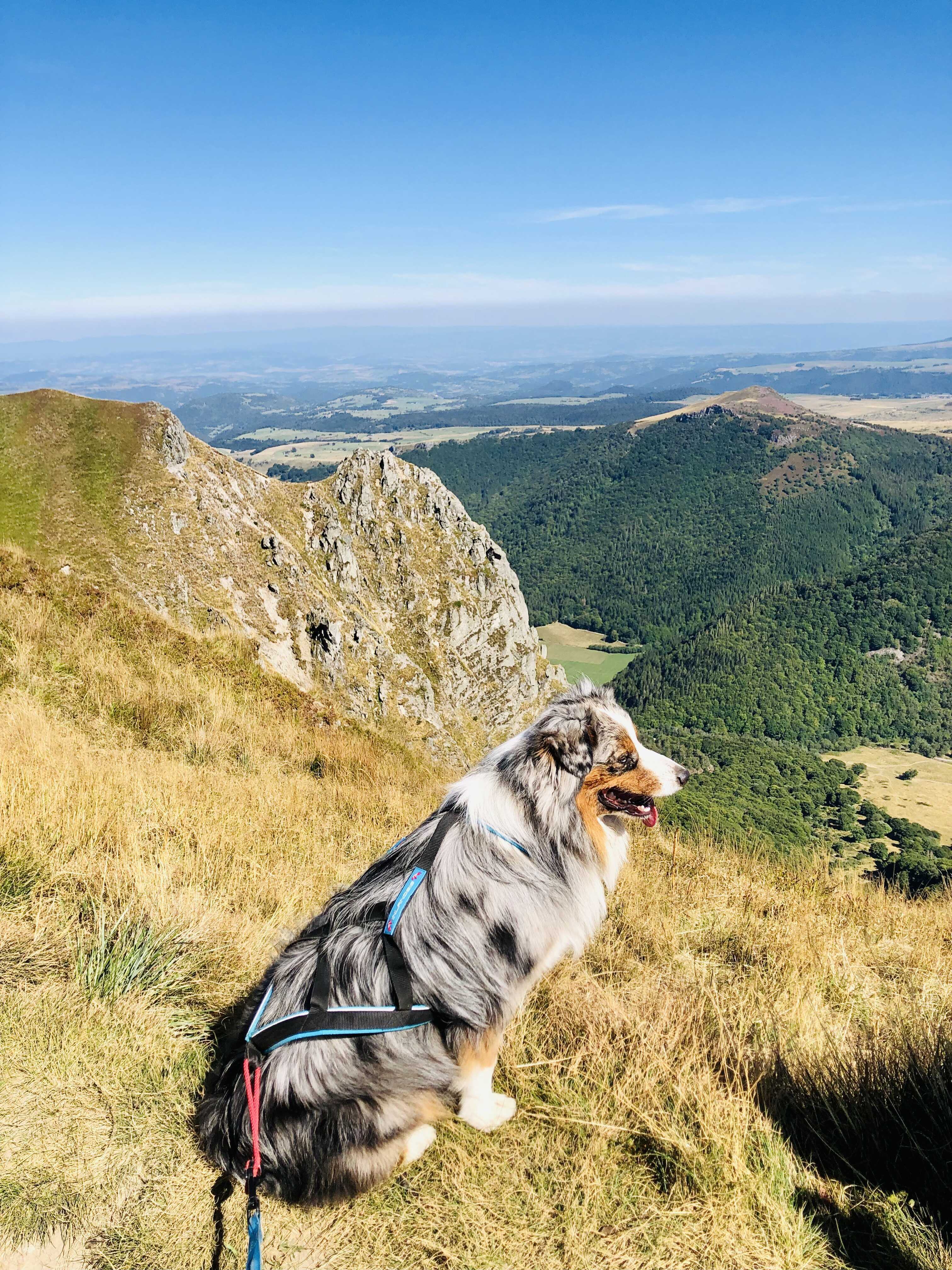 Débuter le canicross 3