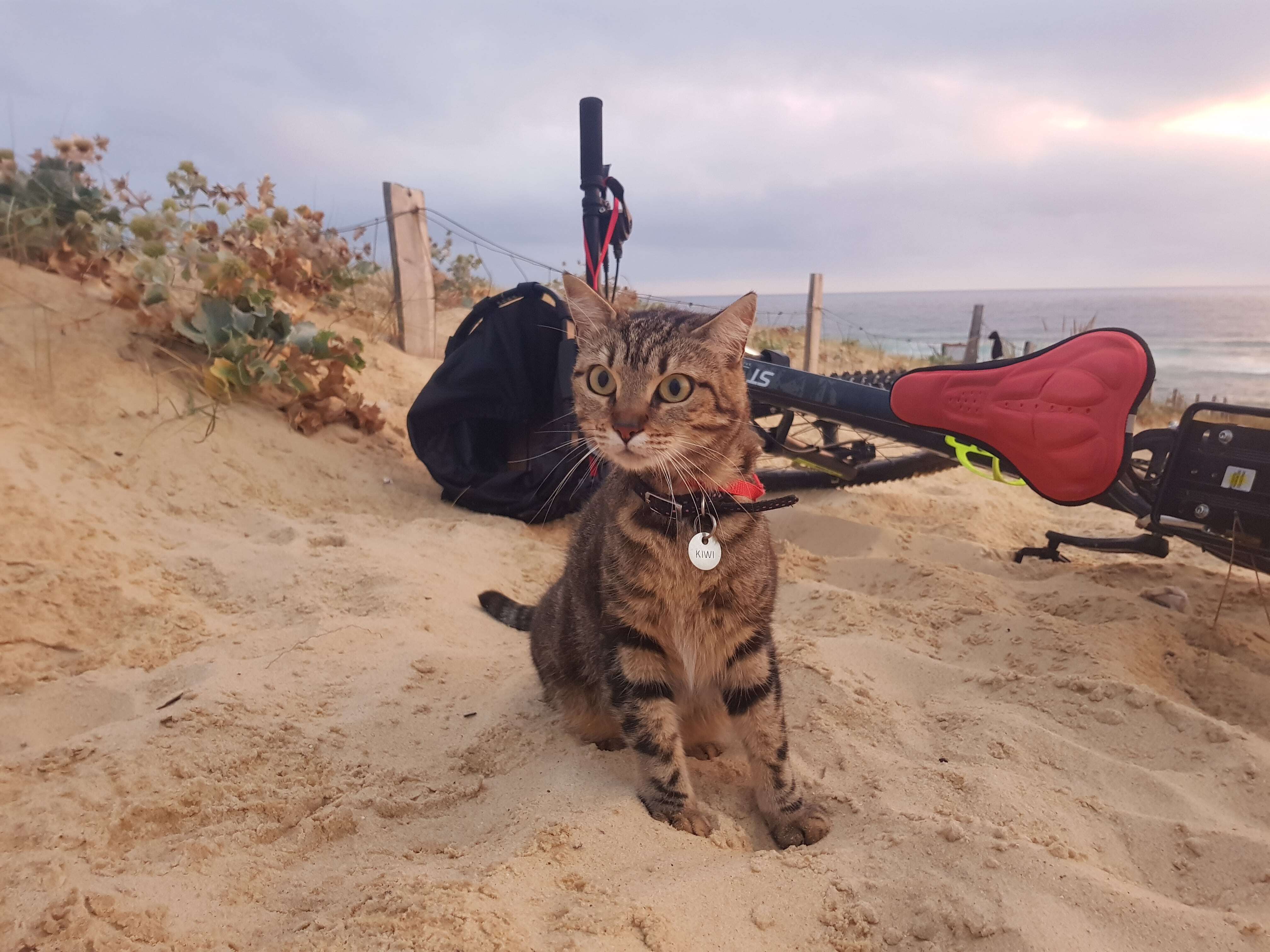 Voyager avec son chat backpack vélo