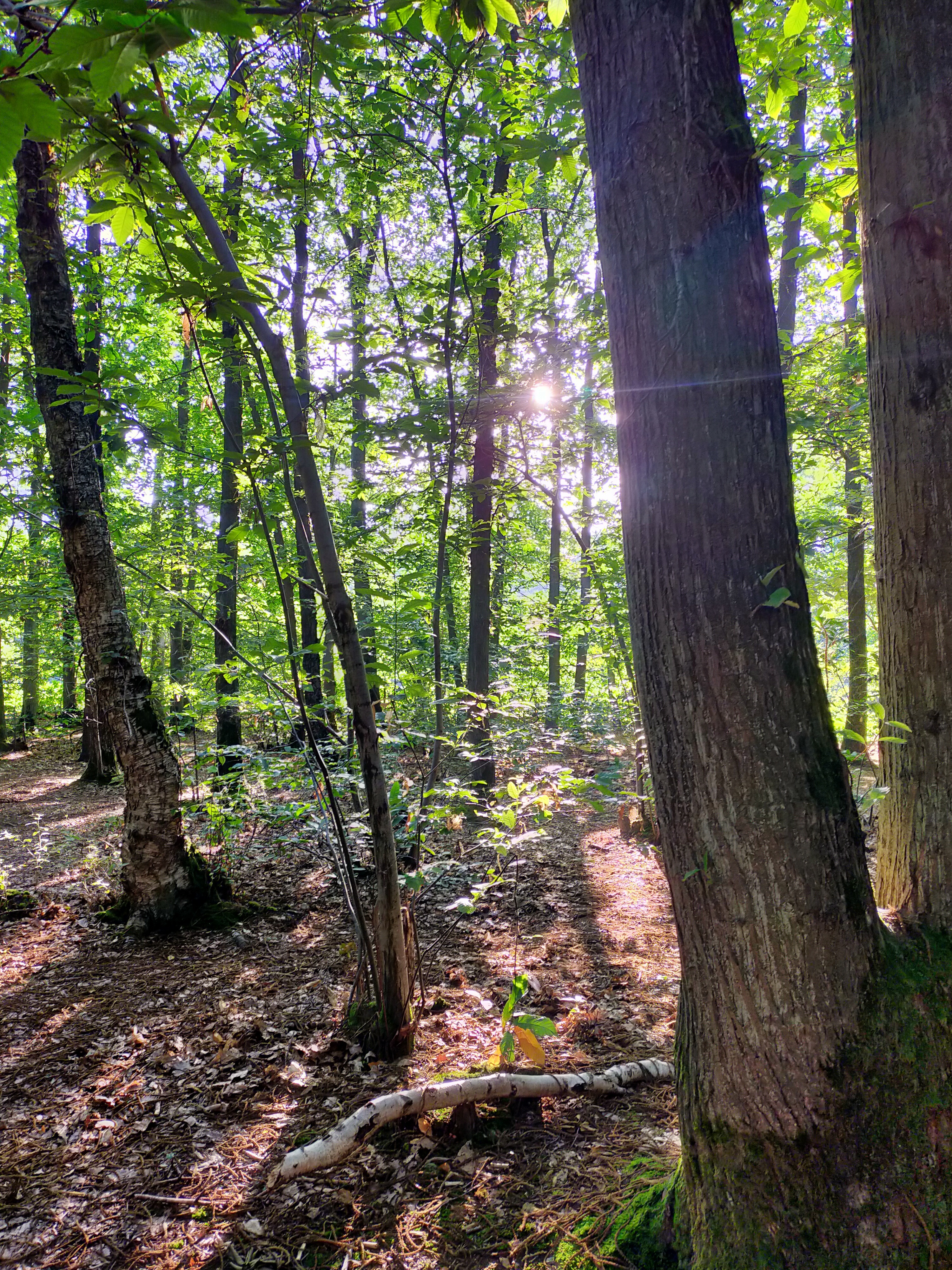 Randonnée Issy forêt de Clamart