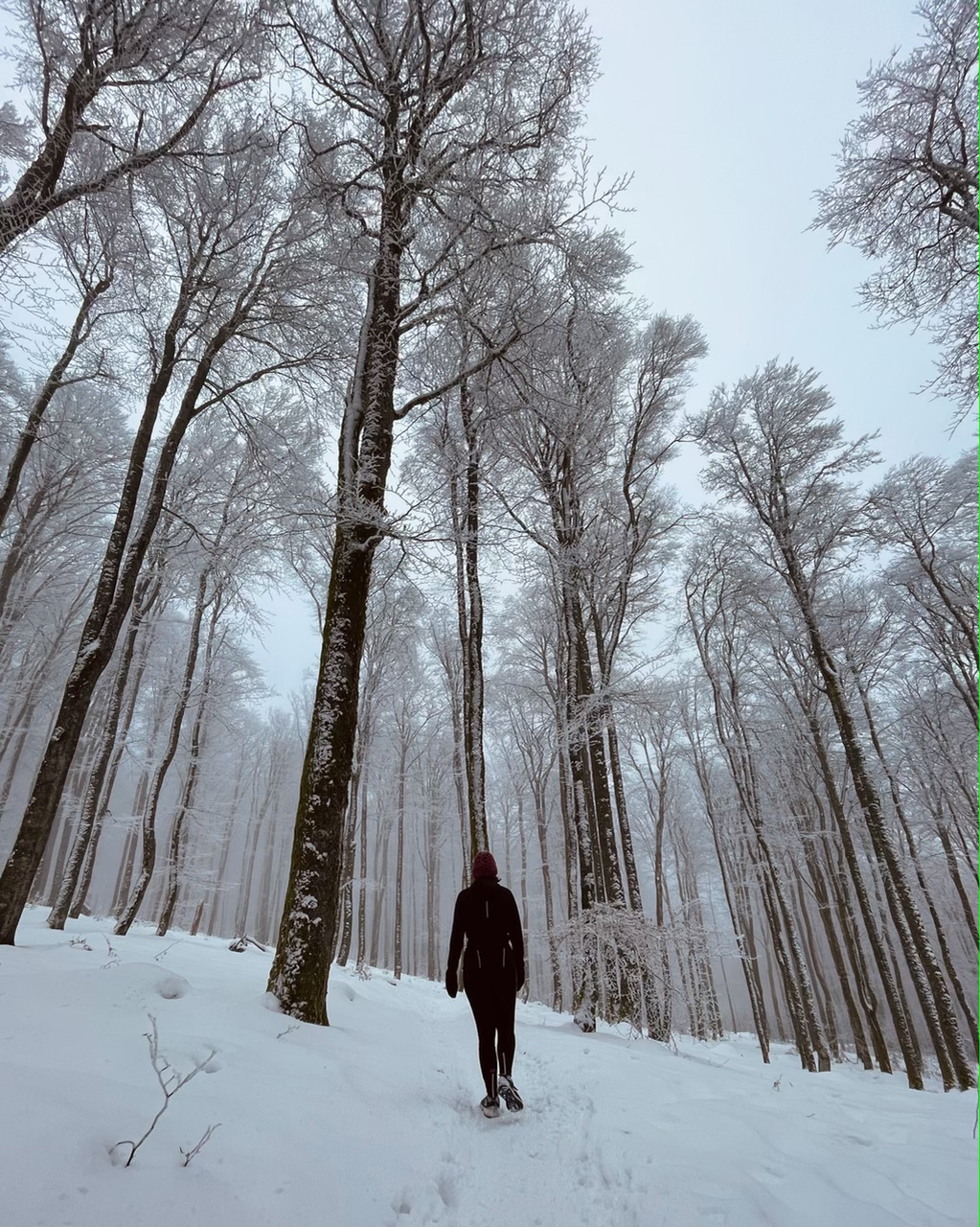 Randonnée et Trail au Champ du Feu, Hohwald