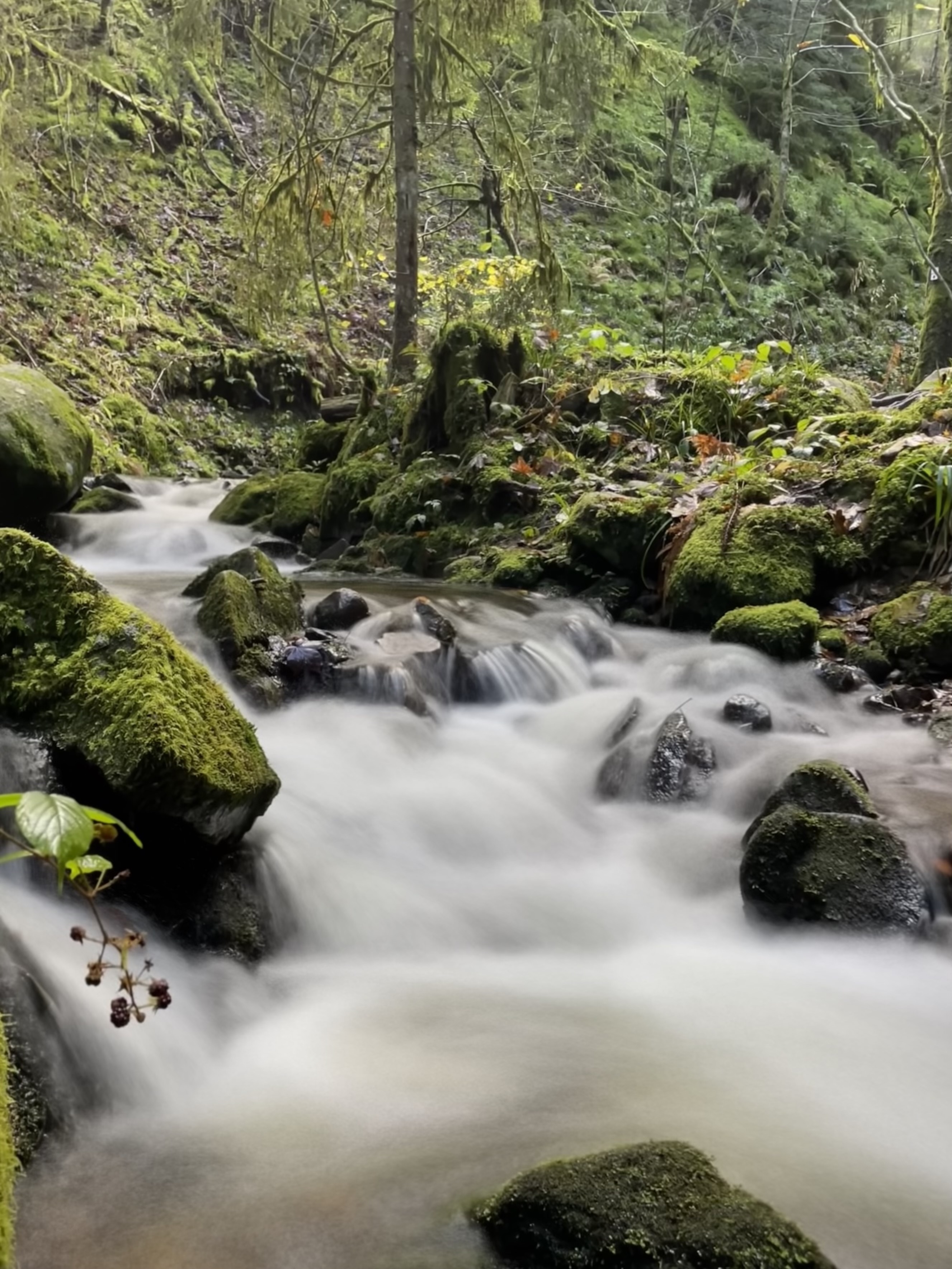 Randonnée et trail à Gérardmer - Saut de la Bourrique