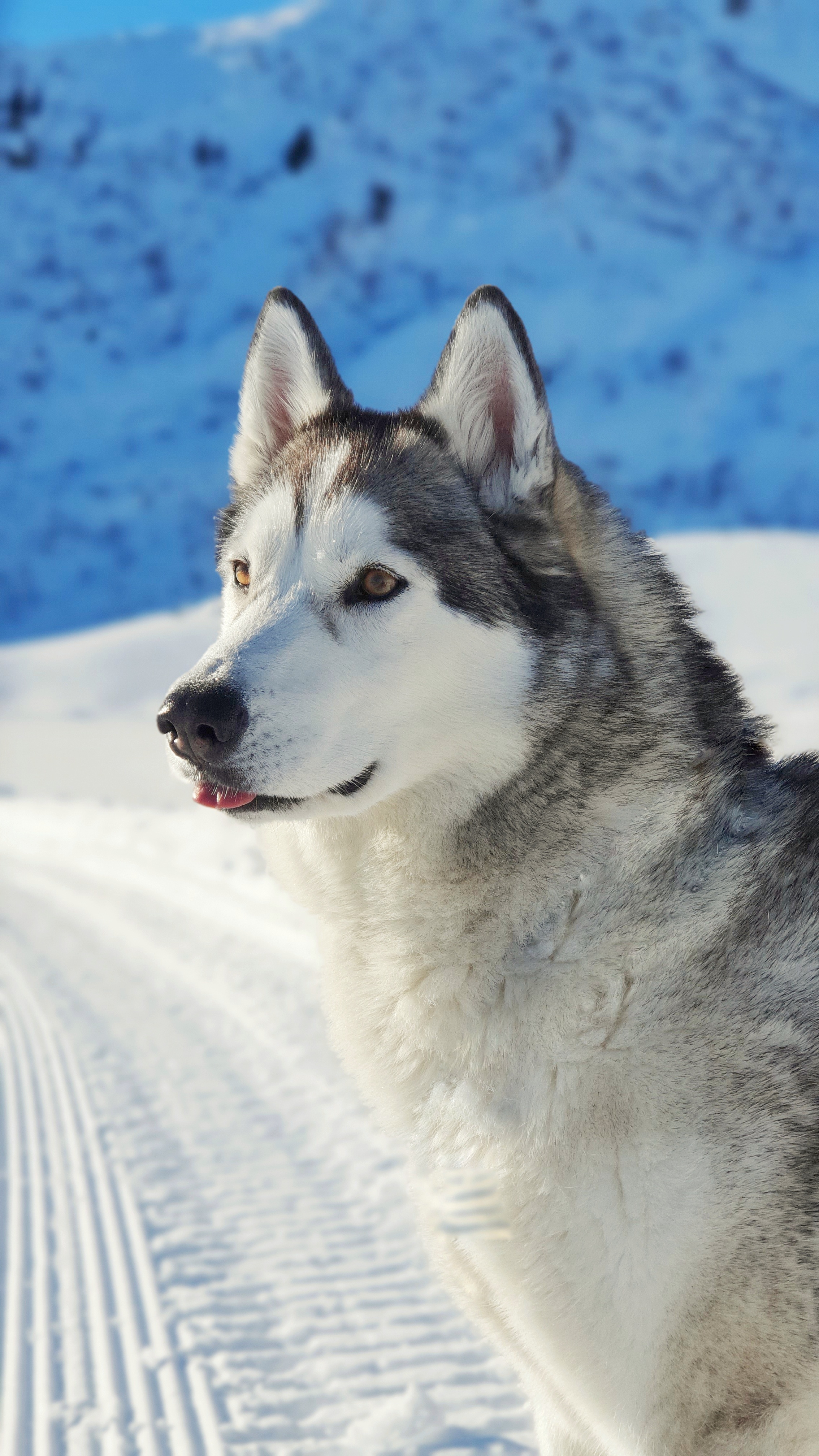 Station ski de fond à Morzine