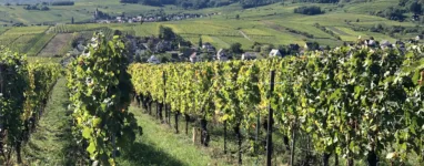 Randonnée des 3 châteaux Ribeauvillé