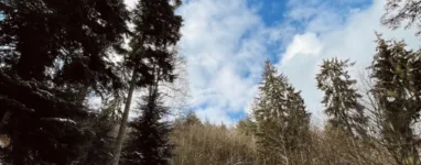 Sentier du Château de Salm, de la Chatte pendu et de l'Étang du Coucou