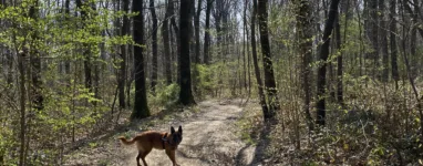 Randonnée dans la forêt de Montgé-en-Goële, proche Paris