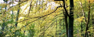 Randonnée et Trail au départ de Gif Sur Yvette