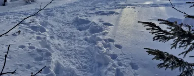 Randonnée Raquettes Le Hohneck Bresse