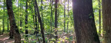 Randonnée et Trail en forêt à quelques kilomètres de Paris!