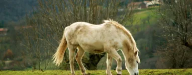 Val d'Azergues, Pays des pierres dorées